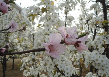 桃花梨花图片