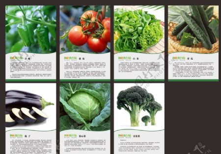 蔬菜简介图片