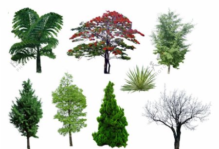 乔木素材植物图片
