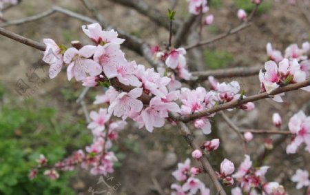 三月桃花始盛开图片