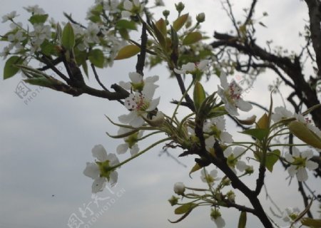 花春天自然风光梨花枝头花白花图片