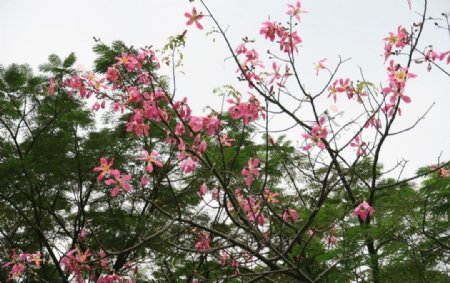 树枝上粉色小花朵图片