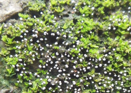 苔藓上的白色菌满天星图片