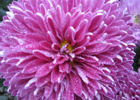 红色菊花1图片