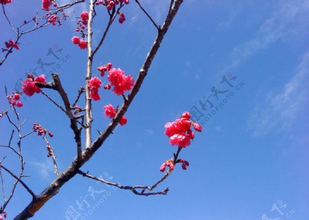 櫻花图片