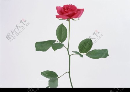 花卉红玫瑰图片