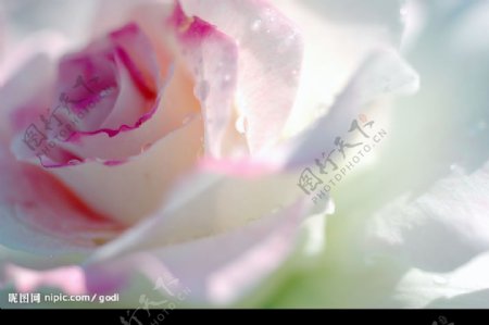 清新水润粉色玫瑰图片