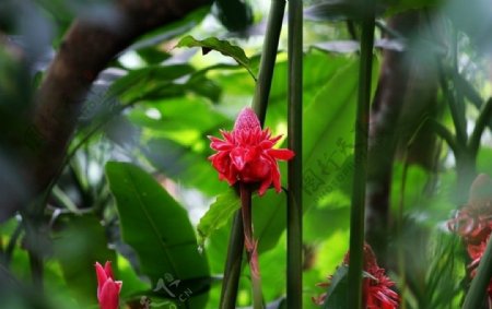 兴隆热带植物园瓷玫瑰图片