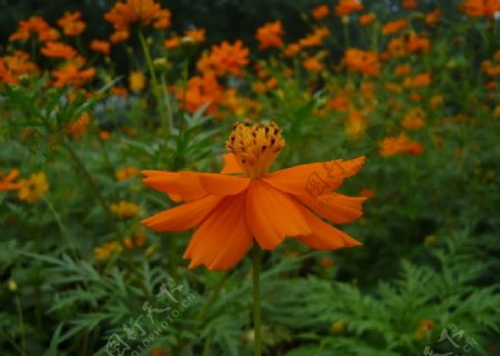 蓬蒿花微距特写图片