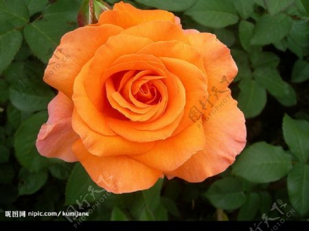 橙玫瑰花图片