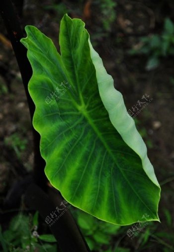 四川乐山芋头的绿色叶子图片