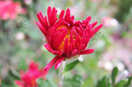 半开的红菊花图片