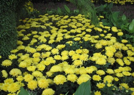 一片漂亮的黄色菊花图片