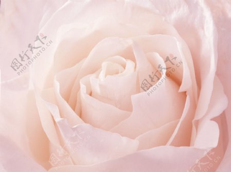 情人节清新粉玫瑰图片