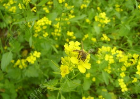 盛开的油菜花蜜蜂踩蜜图片