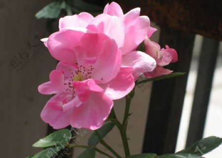 蔷薇花玫瑰花图片