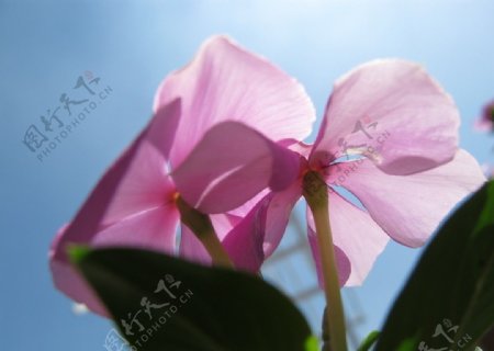 阳光沐浴下的花朵图片