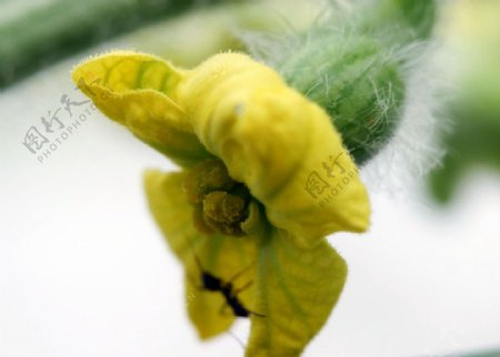 西瓜的雌花图片
