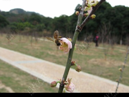 蜜蜂采梅花图图片