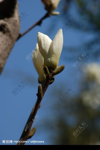含苞待放的白玉兰花图片