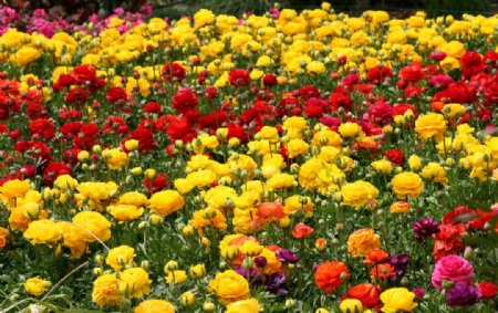 上海植物园中的花海图片