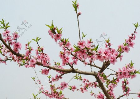 桃花高清图图片