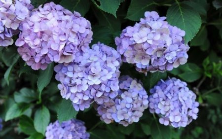 花叶子紫色花朵图片
