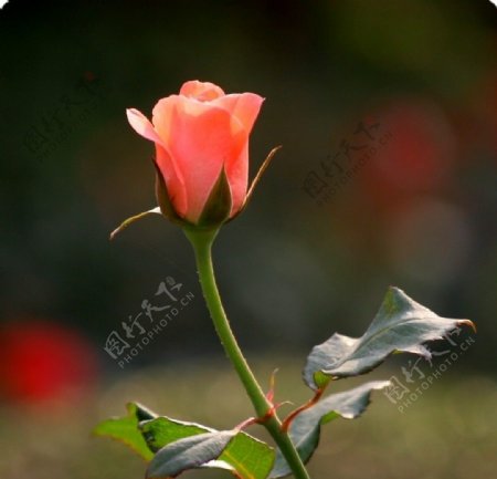 红色刺玫瑰特写图片