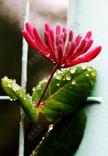 春天雨中的小花图片