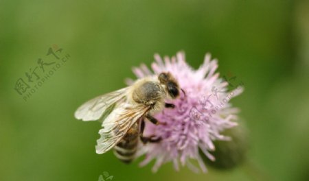 粉红花蜜蜂图片