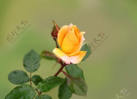 英国黄玫瑰图片