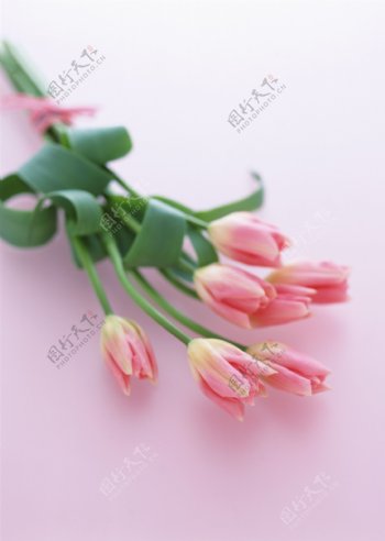 花卉素材图片