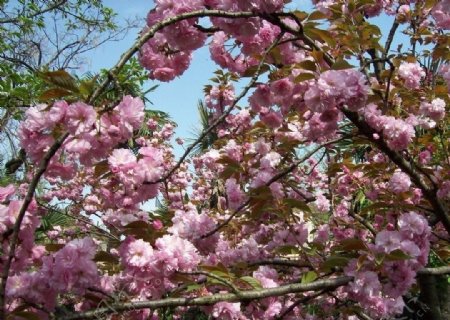 滿枝綻放的櫻花图片