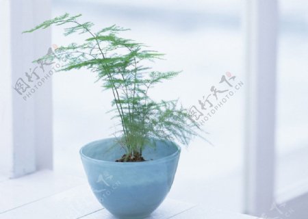 淡雅花盆植物图片