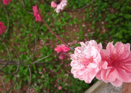 樱花特写图片