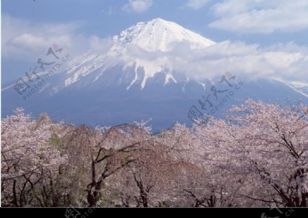 富士山下樱花图片