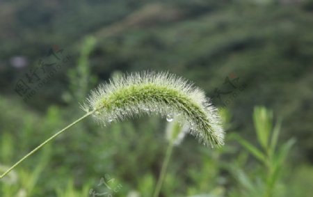 狗尾巴草图片