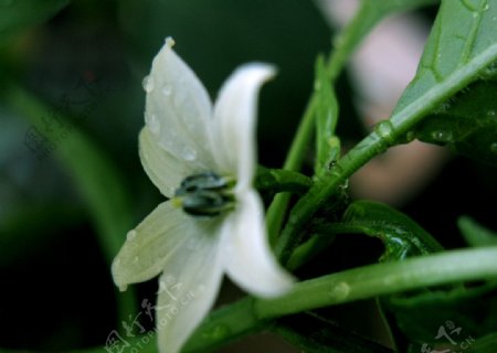 微距小白花夜来香A650拍摄白花上的水珠图片