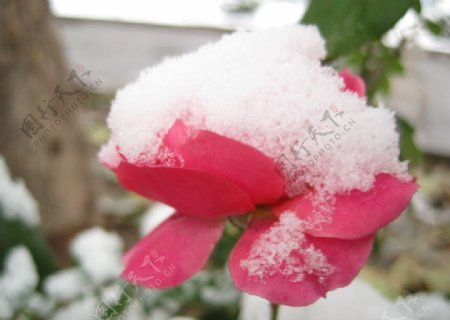 雪中的花朵图片