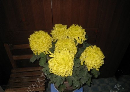 老师种的菊花图片
