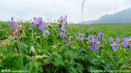 新疆昌吉市花儿沟图片