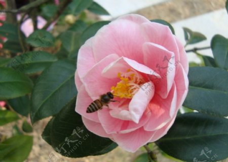 景山茶花和蜜蜂1图片