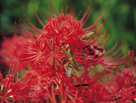 红花与螳螂图片