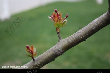 春的嫩芽2图片