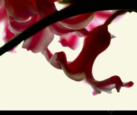 粉红花蕾图片