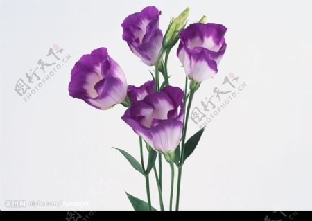 花卉紫色花图片
