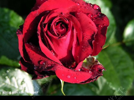 大红玫瑰花苞图片