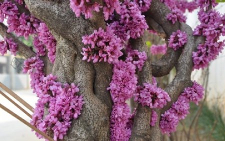 树干上的花朵紫荆花图片