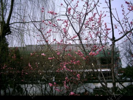 含苞未放的樱花图片