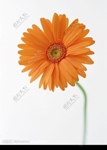 橘红花朵图片
